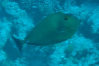 Naso caeruleacauda - Blauschwanz-Nasendoktorfisch (Blauschwanz-Nasendoktor)